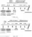 Fig. 32 - Biomaterials for 3D Cell Growth and Differentiation