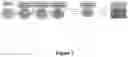 Fig. 02 - GENERATION OF FUNCTIONAL BETA CELLS FROM HUMAN PLURIPOTENT STEM CELL-DERIVED ENDOCRINE PROGENITORS