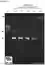 Fig. 12 - Method for stabilizing nucleic acid nanostructures