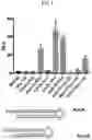 Fig. 02 - RIG-I Agonists and Methods of Using Same