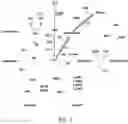 Fig. 04 - CONSTRUCTION OF A LACTOBACILLUS CASEI ETHANOLOGEN