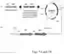 Fig. 06 - CONSTRUCTION OF A LACTOBACILLUS CASEI ETHANOLOGEN