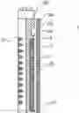 Fig. 01 - MICROFLUIDIC CHIP, LIQUID SAMPLE DETECTION DEVICE AND METHOD