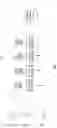Fig. 11 - Coherent secondary rays for reflections in hybrid ray tracing