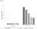 Fig. 02 - COMPOSITION FOR RELIEVING PAIN AND PREVENTING OR ALLEVIATING STRESS-INVOLVED DISEASE, COMPRISING CANNABIS EXTRACT AS ACTIVE INGREDIENT