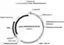 Fig. 13 - Gene therapy for AADC deficiency