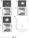 Fig. 35 - Lateral filter array microfluidic device