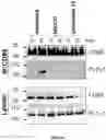 Fig. 06 - Compounds and pharmaceutical compositions for reducing CD95-mediated cell motility