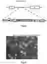 Fig. 02 - Pluripotent stem cell and T cell differentiated therefrom and application thereof