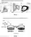 Fig. 06 - Pluripotent stem cell and T cell differentiated therefrom and application thereof