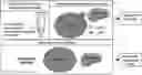 Fig. 01 - TELOMERASE HOLOENZYME COMPLEX AND METHODS OF USE THEREOF
