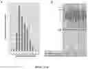 Fig. 02 - TELOMERASE HOLOENZYME COMPLEX AND METHODS OF USE THEREOF