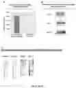 Fig. 05 - TELOMERASE HOLOENZYME COMPLEX AND METHODS OF USE THEREOF