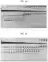 Fig. 02 - High fidelity restriction endonucleases
