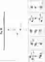 Fig. 34 - Programmable protein circuits in living cells