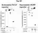 Fig. 40 - Programmable protein circuits in living cells