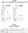 Fig. 41 - Programmable protein circuits in living cells
