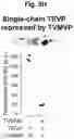 Fig. 43 - Programmable protein circuits in living cells