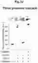 Fig. 45 - Programmable protein circuits in living cells