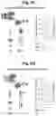 Fig. 50 - Programmable protein circuits in living cells