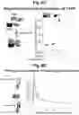 Fig. 59 - Programmable protein circuits in living cells
