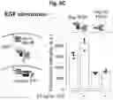 Fig. 63 - Programmable protein circuits in living cells