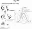 Fig. 83 - Programmable protein circuits in living cells