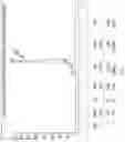 Fig. 07 - MRNA display antibody library and methods
