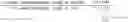 Fig. 04 - Lyophilization process and a teverelix-TFA lyophilizate obtained thereby