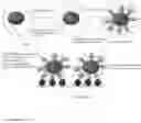 Fig. 02 - IDENTIFICATION OF LIGANDS AND THEIR USE