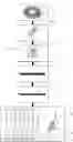 Fig. 01 - CONDUCTIVE BALANCE-SPRING CORD