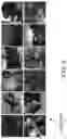 Fig. 09 - Fully convolutional interest point detection and description via homographic adaptation