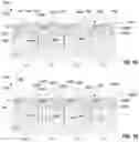 Fig. 06 - Image sensors with quantum efficiency enhanced by inverted pyramids