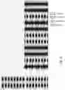 Fig. 02 - Demodulation reference signaling in LTE/NR coexistence