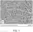 Fig. 02 - Flexible and stretchable printed circuits on stretchable substrates
