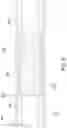 Fig. 09 - Electrically functional circuit board core material