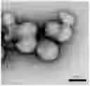 Fig. 01 - COLLOIDAL PARTICLE FORMULATIONS WITH ADVANCED FUNCTIONALITY