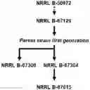 Fig. 01 - Mutants of paenibacillus and methods for their use