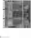 Fig. 06 - Mutants of paenibacillus and methods for their use