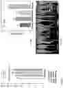 Fig. 07 - Fungal strain of the genus and method for promoting plant growth