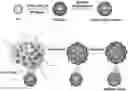 Fig. 01 - Method for manufacturing porous inorganic particle and light-reflecting composition comprising porous inorganic particle