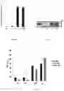 Fig. 02 - NANOPARTICLES WITH NON-COVALENTLY BOUND TARGETING MOIETIES FOR USE IN A THERAPEUTIC METHOD AND FOR NON-MEDICAL USE