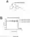 Fig. 02 - Novel Systems And Methods For The Therapeutic Use of Cannabinoids or Cannabinoid Analogs to Increase The Lipid Order of Cholesterol Containing Cell Membranes