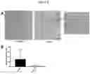 Fig. 09 - COMPOSITIONS AND METHODS FOR PREVENTING AND/OR REDUCING ISCHEMIA AFTER SURGICAL INCISIONS