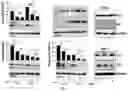 Fig. 06 - Use of manzamines as antiproliferative agent