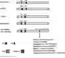 Fig. 01 - Poxvirus host range protein K3 as a positive selection marker for generation of recombinant poxviruses, a therapeutic target for poxvirus infection and a therapeutic agent for PKR related diseases