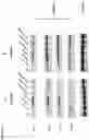 Fig. 06 - Poxvirus host range protein K3 as a positive selection marker for generation of recombinant poxviruses, a therapeutic target for poxvirus infection and a therapeutic agent for PKR related diseases
