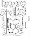 Fig. 09 - Inhibitors of RSV replication and applications thereof