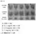 Fig. 06 - COMPOSITION FOR INCREASING PERMEABILITY OF BLOOD-BRAIN BARRIER COMPRISING NITRIC OXIDE DONOR AND USE THEREOF