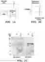 Fig. 02 - Cellular receptors and uses thereof